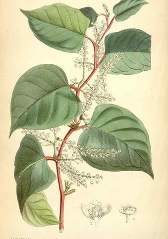 Reproducción/Reproduction 35010352700: Curtis's botanical magazine.. London ; New York [etc.] :Academic Press [etc.]