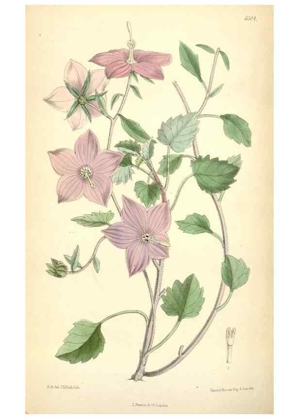 Reproducción/Reproduction 35010354410: Curtis's botanical magazine.. London ; New York [etc.] :Academic Press [etc.]