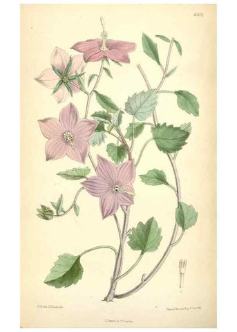 Reproducción/Reproduction 35010354410: Curtis's botanical magazine.. London ; New York [etc.] :Academic Press [etc.]