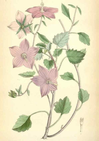 Reproducción/Reproduction 35010354410: Curtis's botanical magazine.. London ; New York [etc.] :Academic Press [etc.]