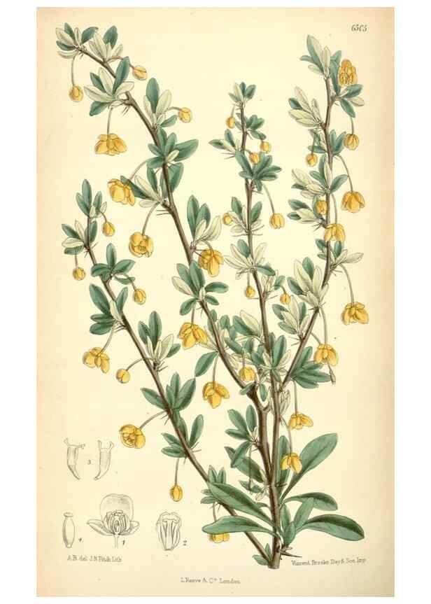Reproducción/Reproduction 35010356010: Curtis's botanical magazine.. London ; New York [etc.] :Academic Press [etc.]
