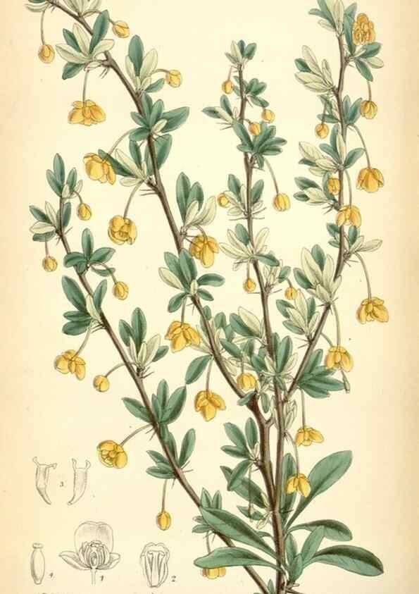 Reproducción/Reproduction 35010356010: Curtis's botanical magazine.. London ; New York [etc.] :Academic Press [etc.]