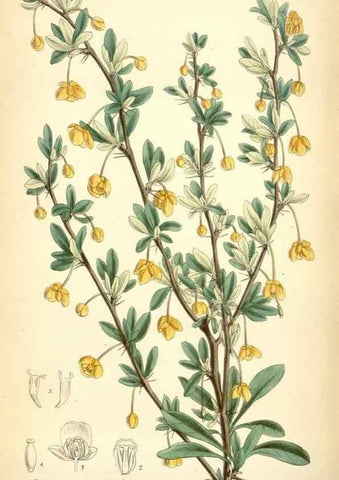 Reproducción/Reproduction 35010356010: Curtis's botanical magazine.. London ; New York [etc.] :Academic Press [etc.]