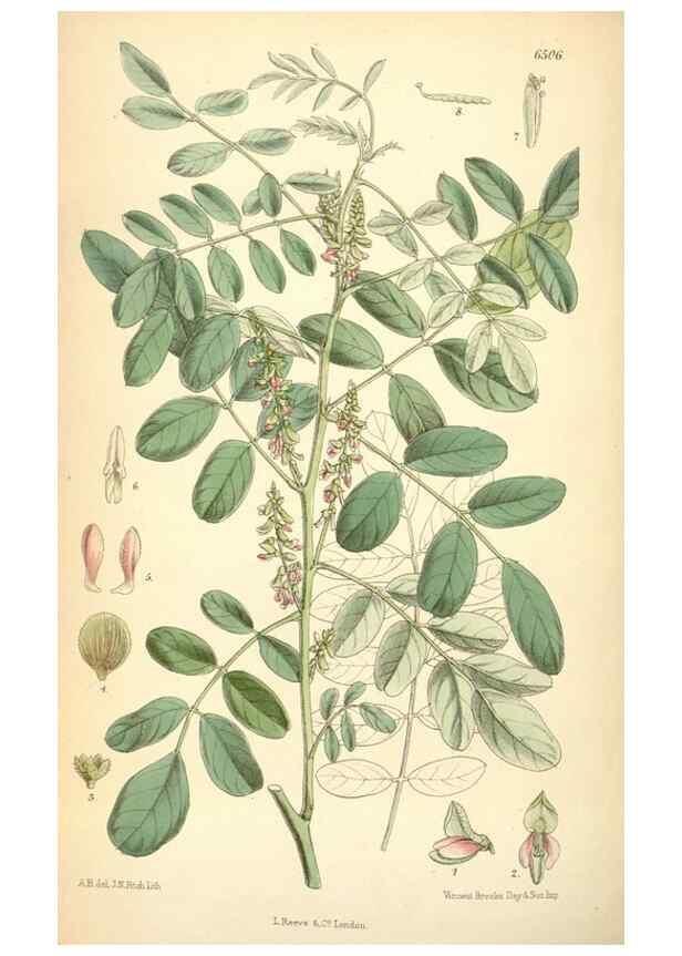 Reproducción/Reproduction 35397159645: Curtis's botanical magazine.. London ; New York [etc.] :Academic Press [etc.]