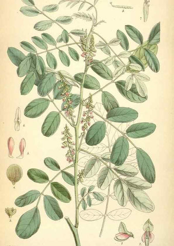 Reproducción/Reproduction 35397159645: Curtis's botanical magazine.. London ; New York [etc.] :Academic Press [etc.]