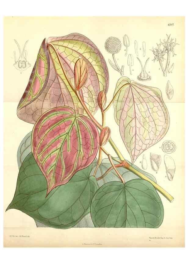 Reproducción/Reproduction 35397160505: Curtis's botanical magazine.. London ; New York [etc.] :Academic Press [etc.]