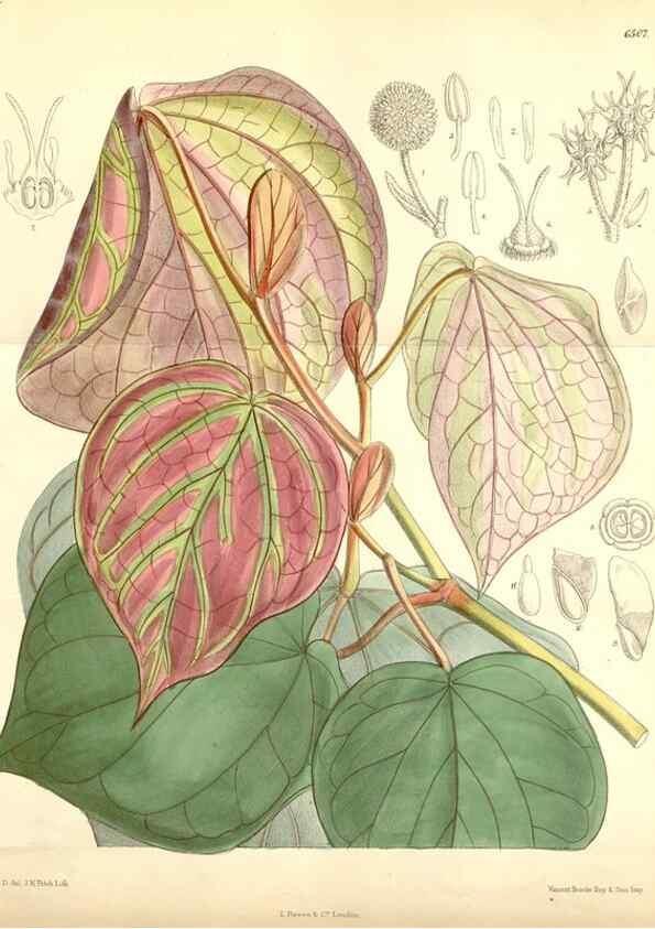 Reproducción/Reproduction 35397160505: Curtis's botanical magazine.. London ; New York [etc.] :Academic Press [etc.]