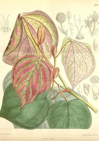 Reproducción/Reproduction 35397160505: Curtis's botanical magazine.. London ; New York [etc.] :Academic Press [etc.]