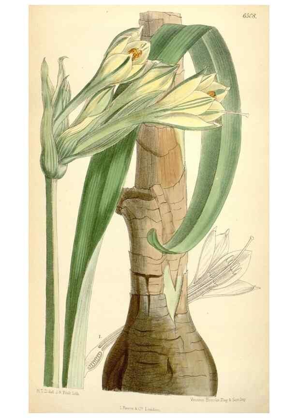 Reproducción/Reproduction 35230913882: Curtis's botanical magazine.. London ; New York [etc.] :Academic Press [etc.]