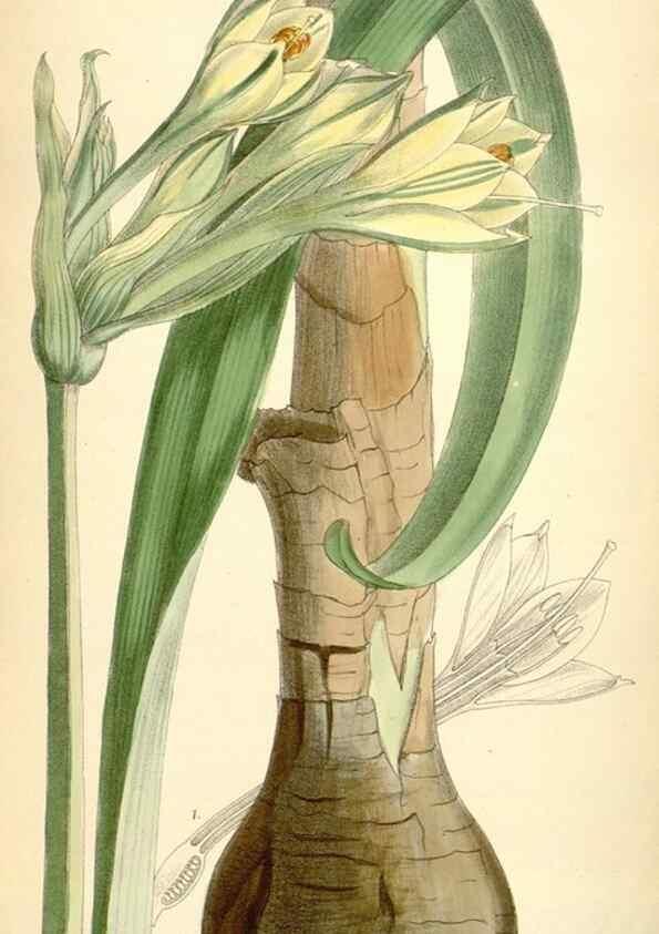 Reproducción/Reproduction 35230913882: Curtis's botanical magazine.. London ; New York [etc.] :Academic Press [etc.]