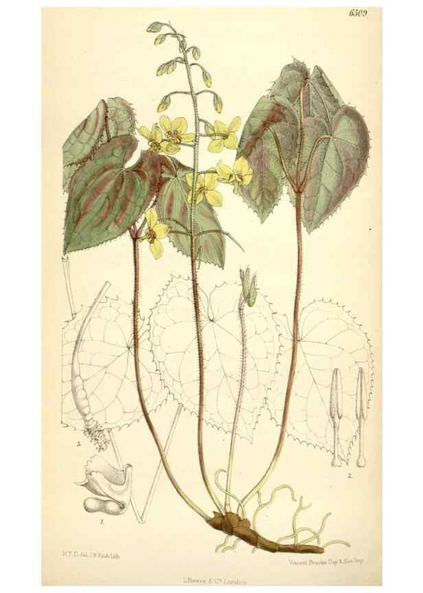 Reproducción/Reproduction 35230916142: Curtis's botanical magazine.. London ; New York [etc.] :Academic Press [etc.]