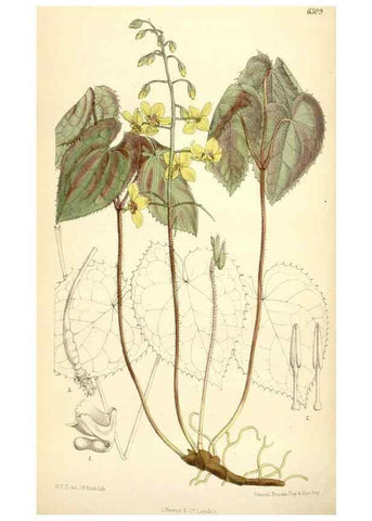 Reproducción/Reproduction 35230916142: Curtis's botanical magazine.. London ; New York [etc.] :Academic Press [etc.]