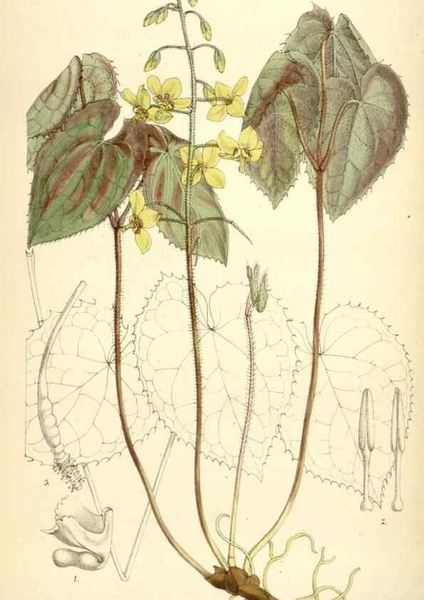 Reproducción/Reproduction 35230916142: Curtis's botanical magazine.. London ; New York [etc.] :Academic Press [etc.]