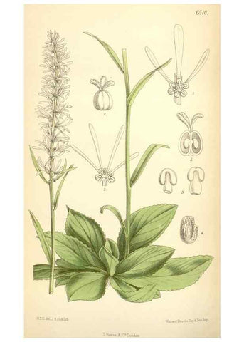 Reproducción/Reproduction 35230918372: Curtis's botanical magazine.. London ; New York [etc.] :Academic Press [etc.]