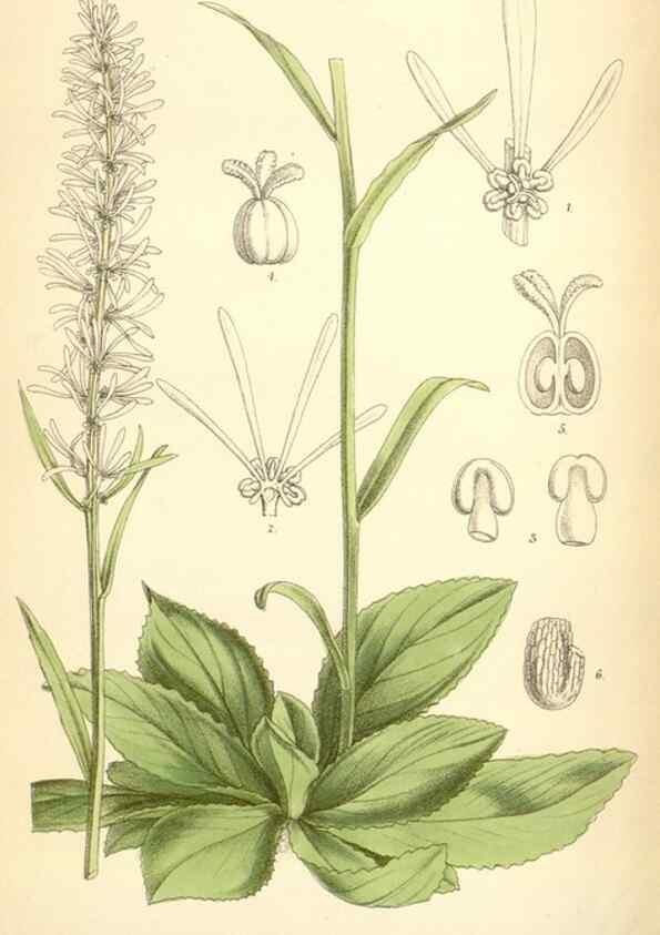 Reproducción/Reproduction 35230918372: Curtis's botanical magazine.. London ; New York [etc.] :Academic Press [etc.]