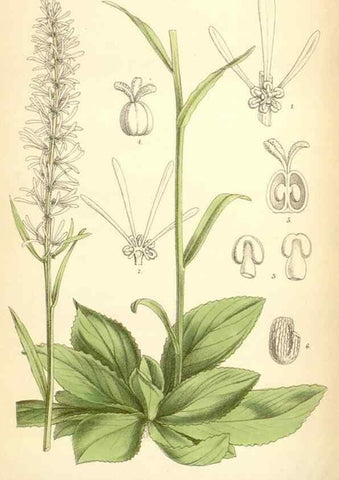Reproducción/Reproduction 35230918372: Curtis's botanical magazine.. London ; New York [etc.] :Academic Press [etc.]