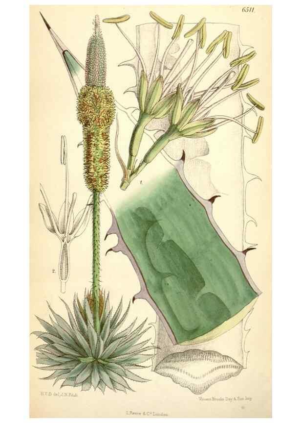 Reproducción/Reproduction 35230920752: Curtis's botanical magazine.. London ; New York [etc.] :Academic Press [etc.]