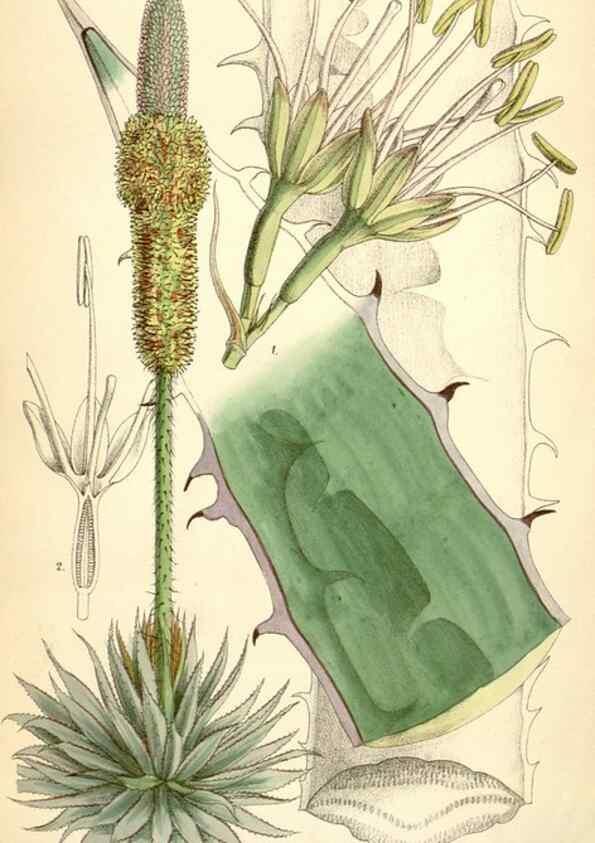 Reproducción/Reproduction 35230920752: Curtis's botanical magazine.. London ; New York [etc.] :Academic Press [etc.]