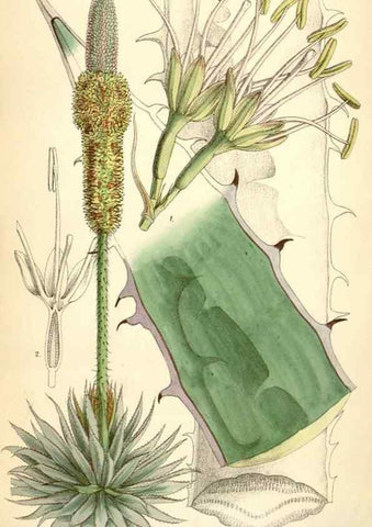 Reproducción/Reproduction 35230920752: Curtis's botanical magazine.. London ; New York [etc.] :Academic Press [etc.]