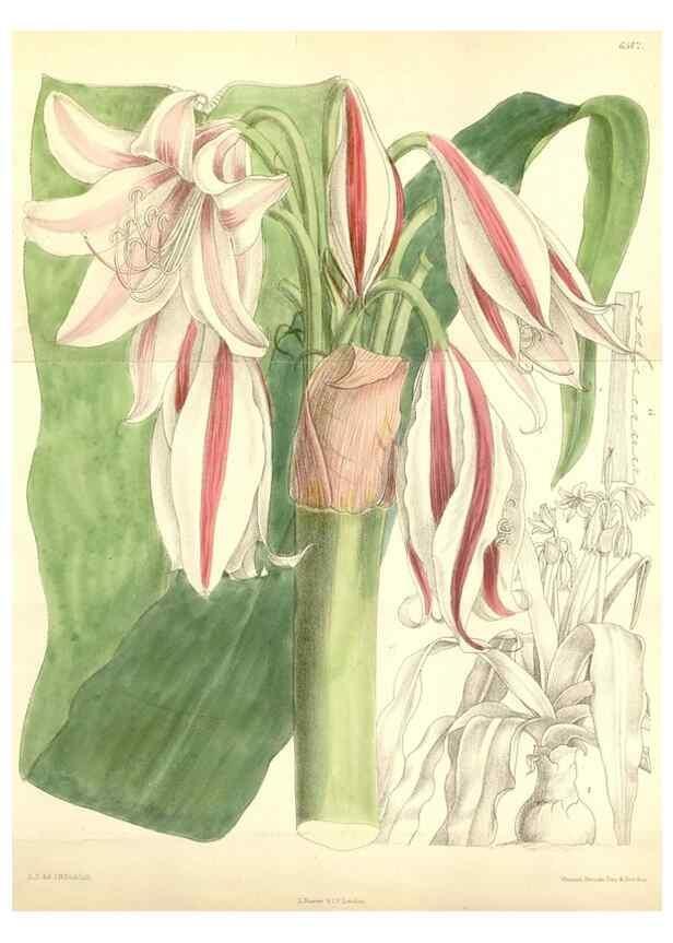 Reproducción/Reproduction 34587874853: Curtis's botanical magazine.. London ; New York [etc.] :Academic Press [etc.]