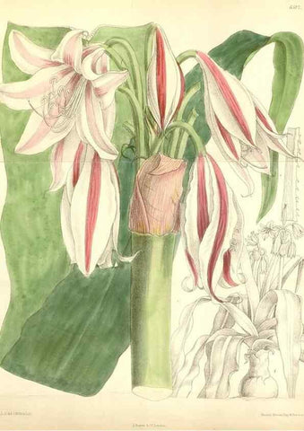 Reproducción/Reproduction 34587874853: Curtis's botanical magazine.. London ; New York [etc.] :Academic Press [etc.]
