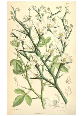 Reproducción/Reproduction 34587877153: Curtis's botanical magazine.. London ; New York [etc.] :Academic Press [etc.]