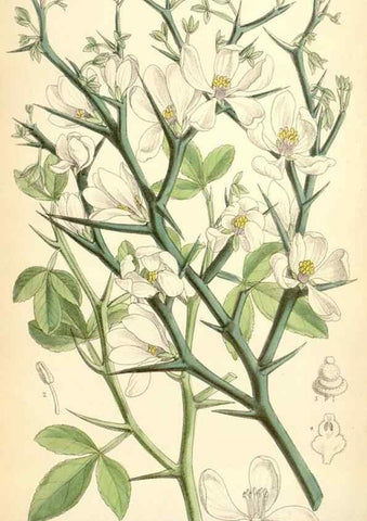 Reproducción/Reproduction 34587877153: Curtis's botanical magazine.. London ; New York [etc.] :Academic Press [etc.]
