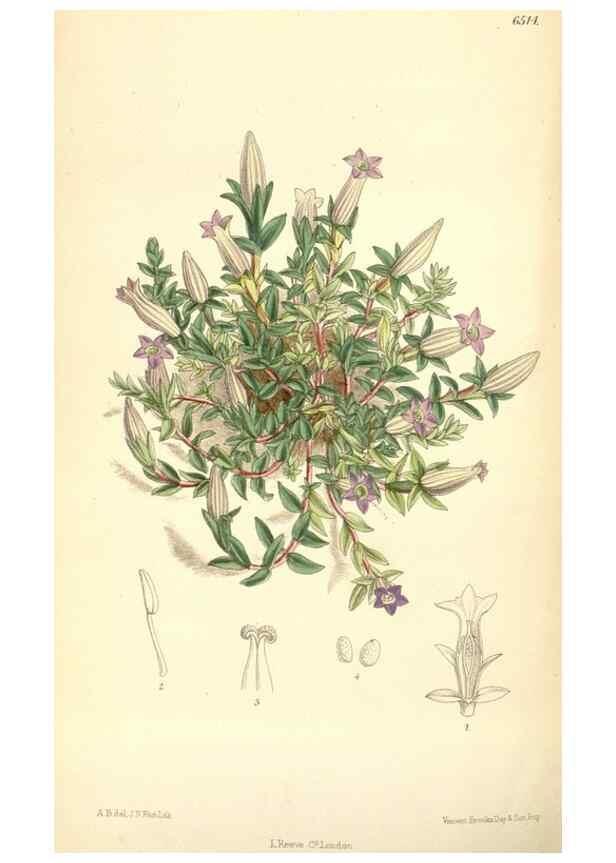 Reproducción/Reproduction 34587879383: Curtis's botanical magazine.. London ; New York [etc.] :Academic Press [etc.]