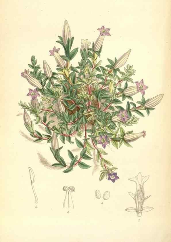 Reproducción/Reproduction 34587879383: Curtis's botanical magazine.. London ; New York [etc.] :Academic Press [etc.]