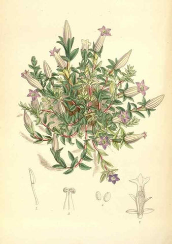 Reproducción/Reproduction 34587879383: Curtis's botanical magazine.. London ; New York [etc.] :Academic Press [etc.]