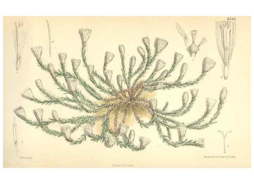 Reproducción/Reproduction 34587880813: Curtis's botanical magazine.. London ; New York [etc.] :Academic Press [etc.]
