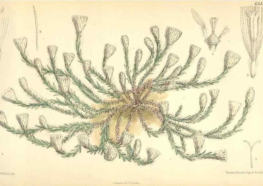 Reproducción/Reproduction 34587880813: Curtis's botanical magazine.. London ; New York [etc.] :Academic Press [etc.]