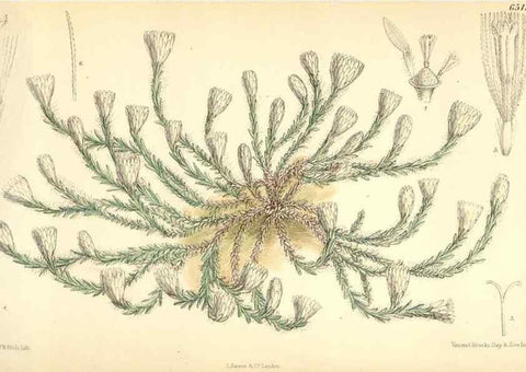 Reproducción/Reproduction 34587880813: Curtis's botanical magazine.. London ; New York [etc.] :Academic Press [etc.]