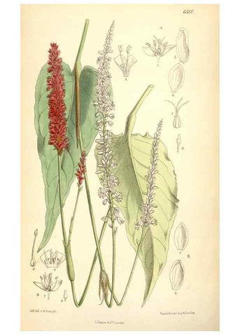 Reproducción/Reproduction 35267767261: Curtis's botanical magazine.. London ; New York [etc.] :Academic Press [etc.]