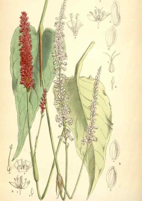 Reproducción/Reproduction 35267767261: Curtis's botanical magazine.. London ; New York [etc.] :Academic Press [etc.]