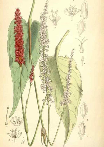 Reproducción/Reproduction 35267767261: Curtis's botanical magazine.. London ; New York [etc.] :Academic Press [etc.]