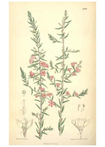 Reproducción/Reproduction 35267764821: Curtis's botanical magazine.. London ; New York [etc.] :Academic Press [etc.]