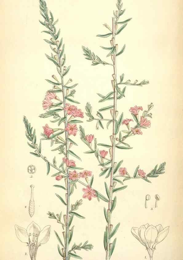 Reproducción/Reproduction 35267764821: Curtis's botanical magazine.. London ; New York [etc.] :Academic Press [etc.]