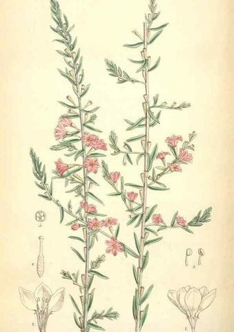 Reproducción/Reproduction 35267764821: Curtis's botanical magazine.. London ; New York [etc.] :Academic Press [etc.]