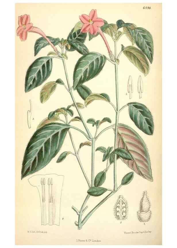 Reproducción/Reproduction 35267762551: Curtis's botanical magazine.. London ; New York [etc.] :Academic Press [etc.]