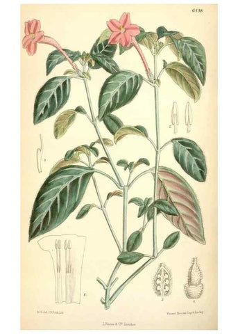 Reproducción/Reproduction 35267762551: Curtis's botanical magazine.. London ; New York [etc.] :Academic Press [etc.]