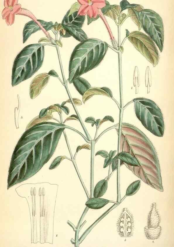 Reproducción/Reproduction 35267762551: Curtis's botanical magazine.. London ; New York [etc.] :Academic Press [etc.]