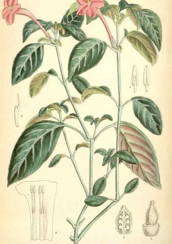Reproducción/Reproduction 35267762551: Curtis's botanical magazine.. London ; New York [etc.] :Academic Press [etc.]