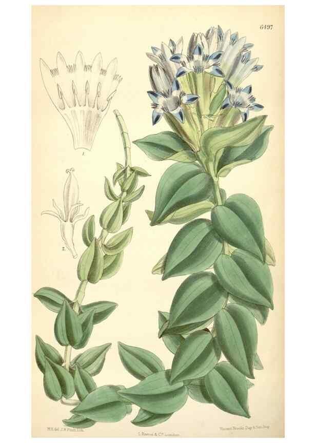 Reproducción/Reproduction 35267759981: Curtis's botanical magazine.. London ; New York [etc.] :Academic Press [etc.]