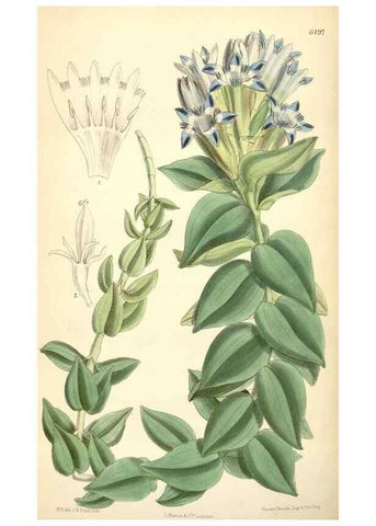 Reproducción/Reproduction 35267759981: Curtis's botanical magazine.. London ; New York [etc.] :Academic Press [etc.]