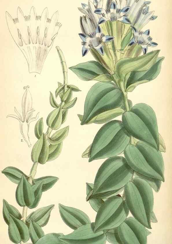 Reproducción/Reproduction 35267759981: Curtis's botanical magazine.. London ; New York [etc.] :Academic Press [etc.]