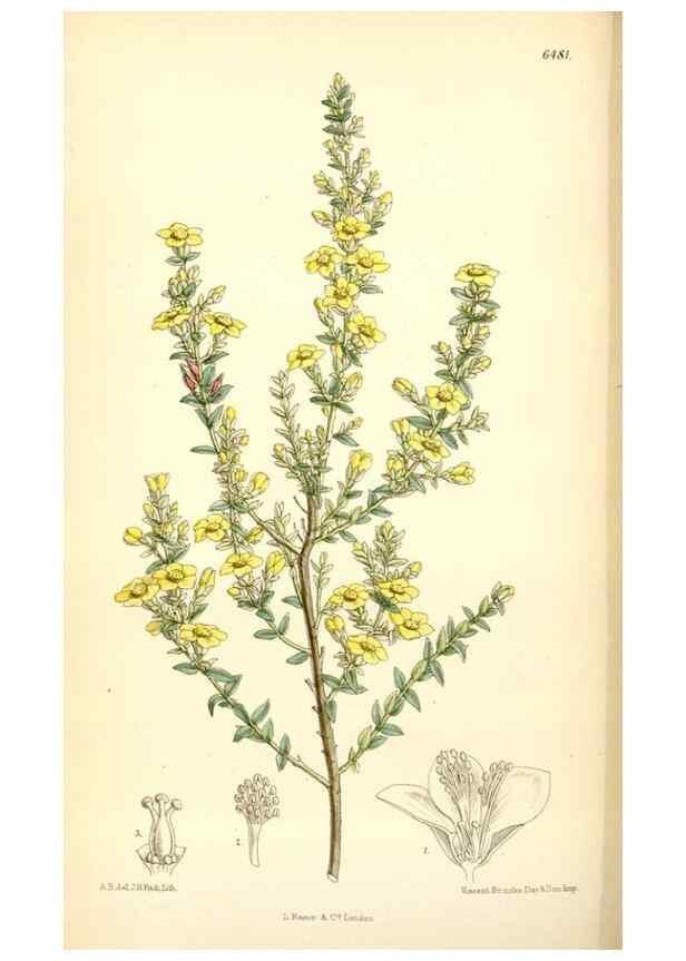 Reproducción/Reproduction 35267719501: Curtis's botanical magazine.. London ; New York [etc.] :Academic Press [etc.]