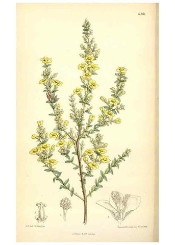 Reproducción/Reproduction 35267719501: Curtis's botanical magazine.. London ; New York [etc.] :Academic Press [etc.]