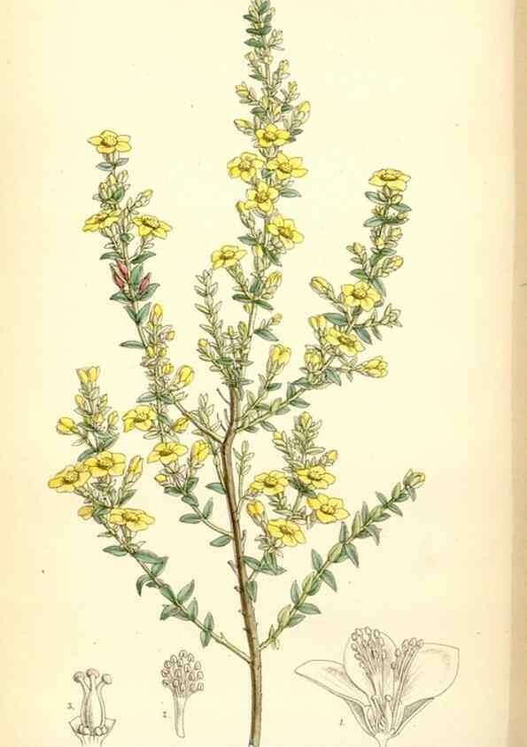 Reproducción/Reproduction 35267719501: Curtis's botanical magazine.. London ; New York [etc.] :Academic Press [etc.]