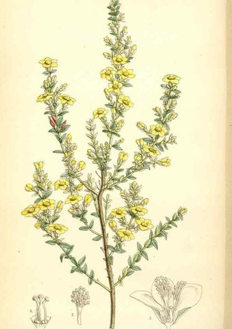 Reproducción/Reproduction 35267719501: Curtis's botanical magazine.. London ; New York [etc.] :Academic Press [etc.]